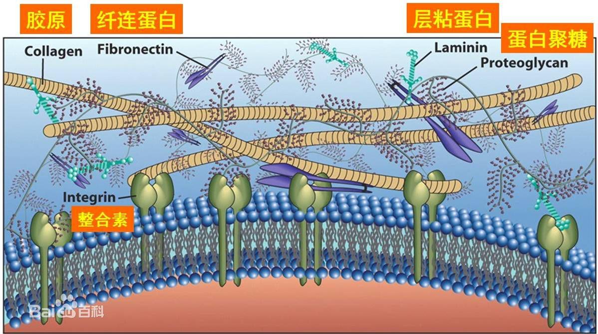 3d打印3种核心技术,3d打印器官最前沿技术