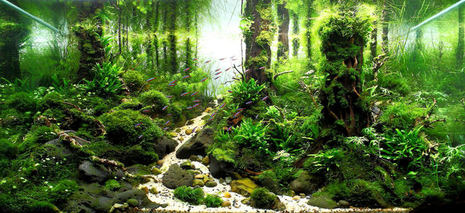 鱼缸造景师有前途吗,水族造景师