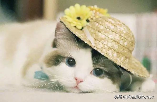 你有猫病表情包,你有猫病啊图片