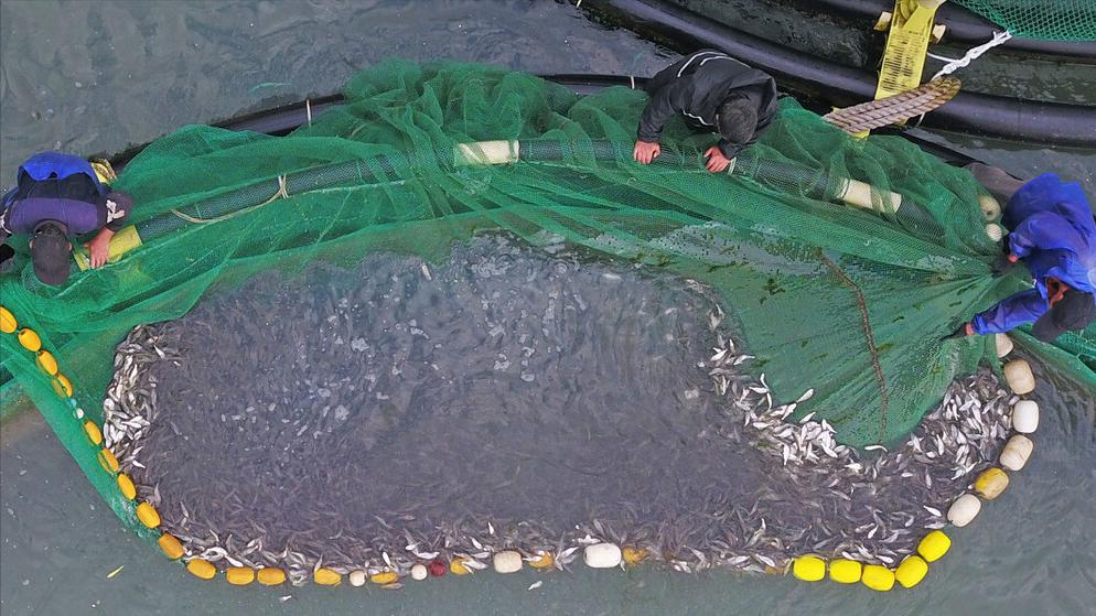 渔民捕到人工放流大黄鱼,渔民捕获1条4.8斤大黄鱼