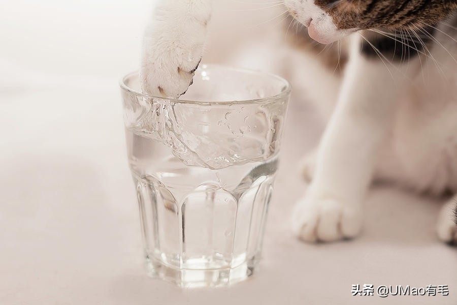 厨房是猫咪的修罗场，随便一项就能重伤