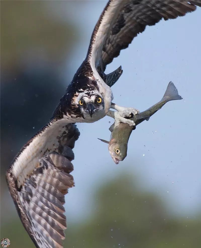 鹰姿风采,英姿飒爽