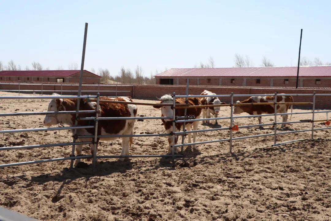 【同心奔小康】小八仙筒村：牛人·牛事·牛日子