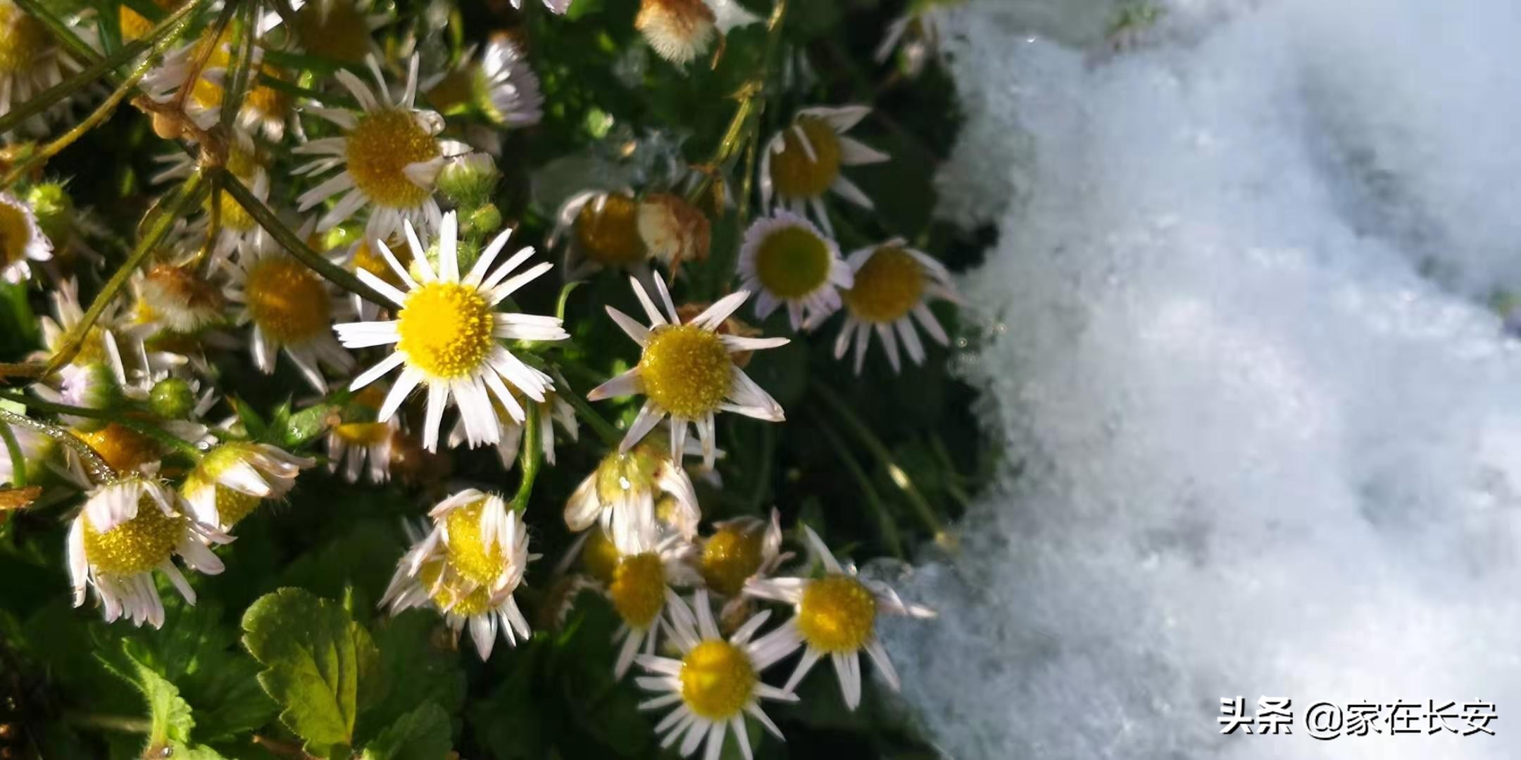 白雪柿子,秦岭草甸高山野菊花