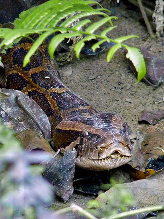 人类如果被蟒蛇活着吞进肚子里，用一把*首匕**能不能自救？