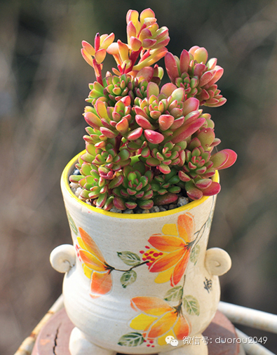 适合云南养的多肉,云南露养最好养活的多肉