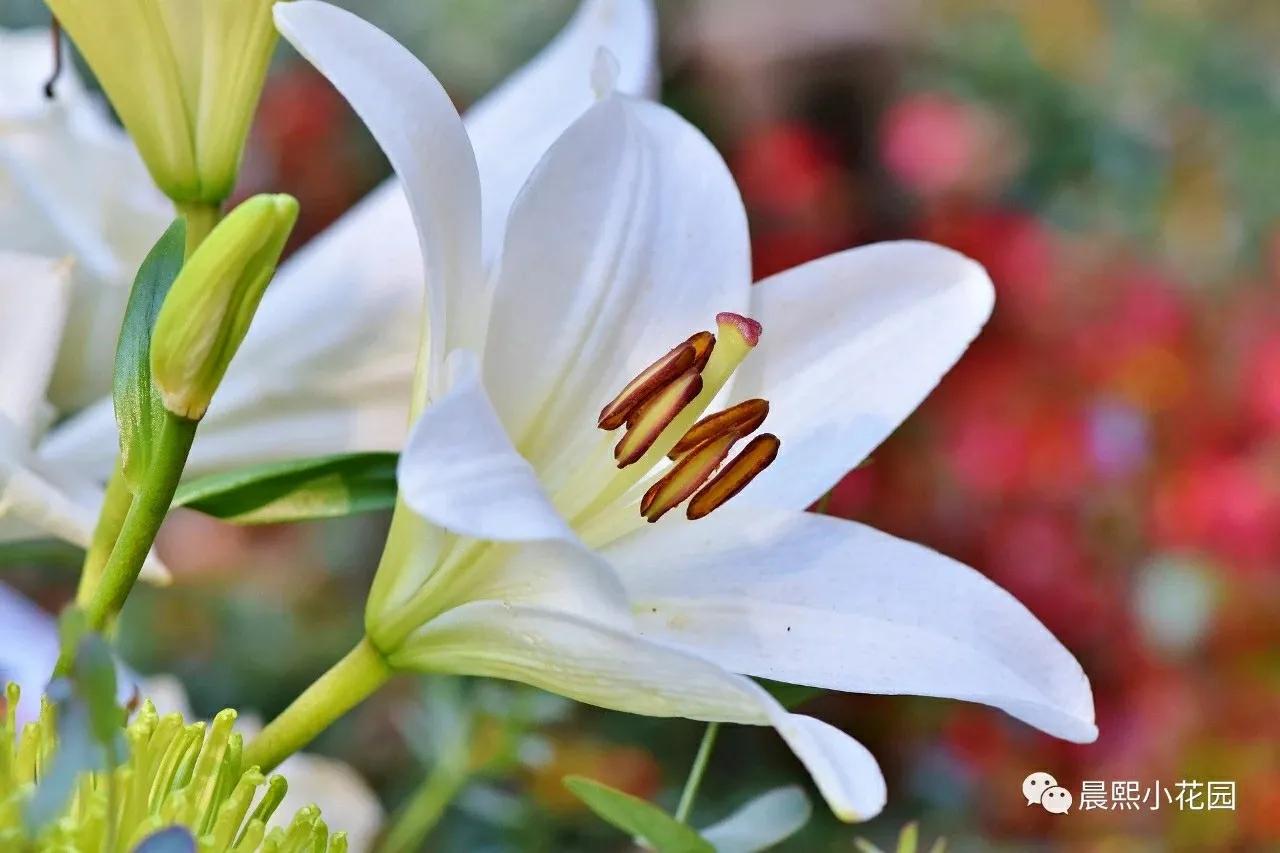 百合盆栽轻松养护到开花颜色超美,盆栽百合怎样养球根