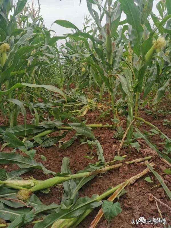 岳池“悟空”大闹龙藏山“九龙”智取降泼猴