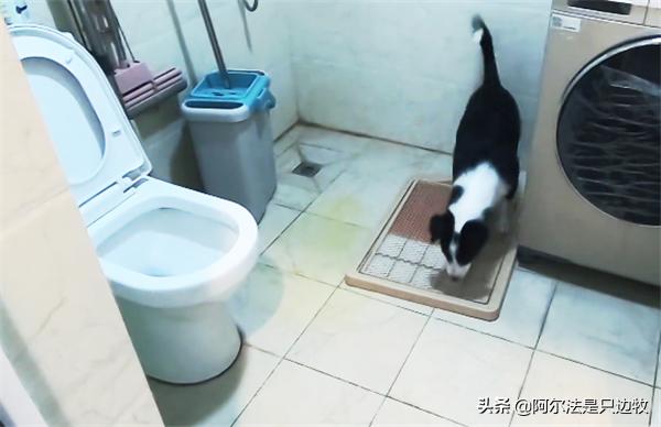 你曾经被狗报复过吗,你曾经被狗追发生过什么