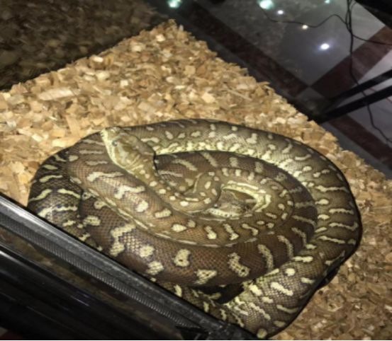 来自树梢上的艳丽-地毯蟒