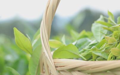 怎么鉴别绿茶明前茶谷雨茶,谷雨茶和明前茶的区别是什么