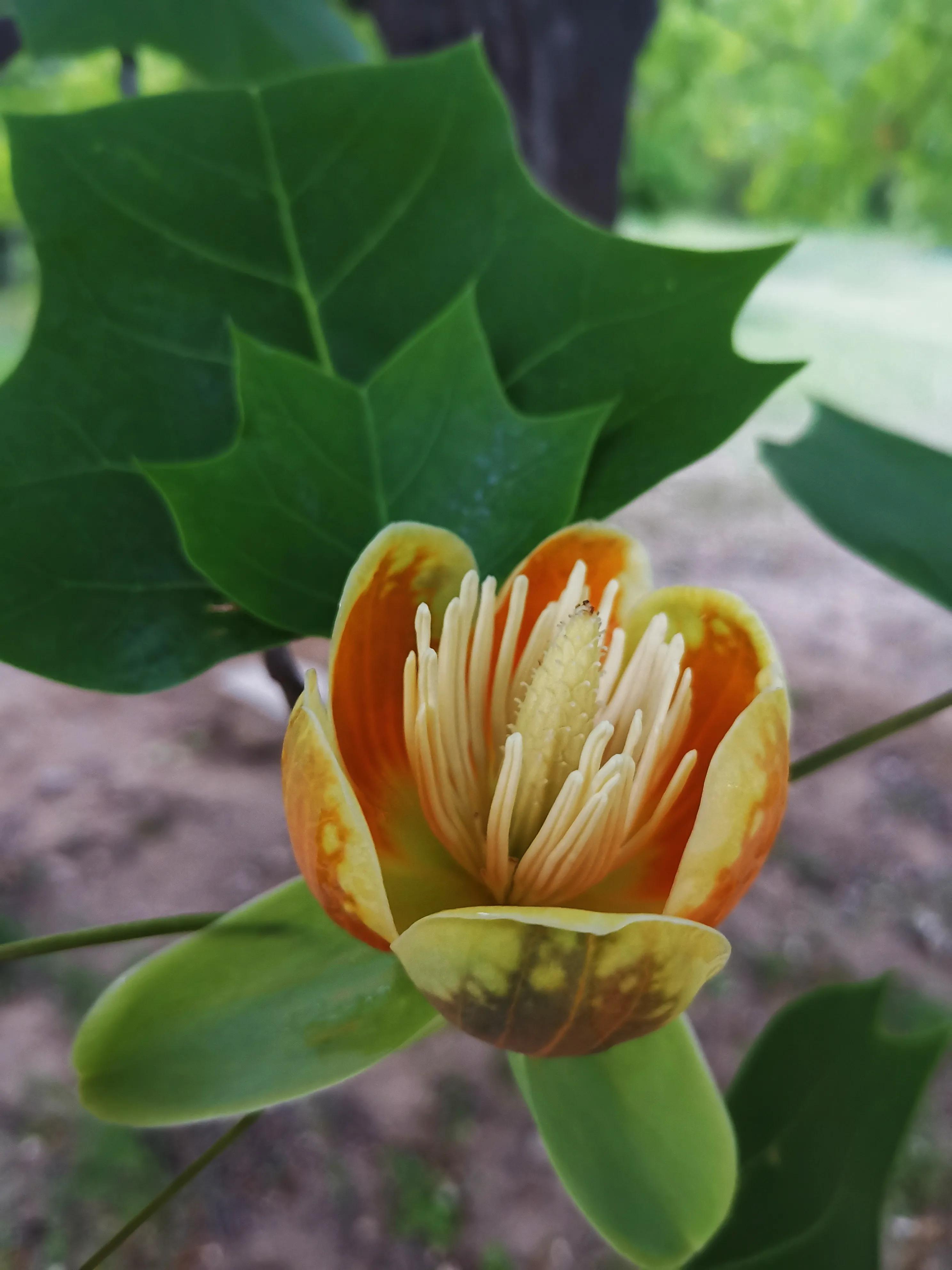 北京植物园牡丹园最佳观赏时间,北京牡丹花最佳观赏公园排名