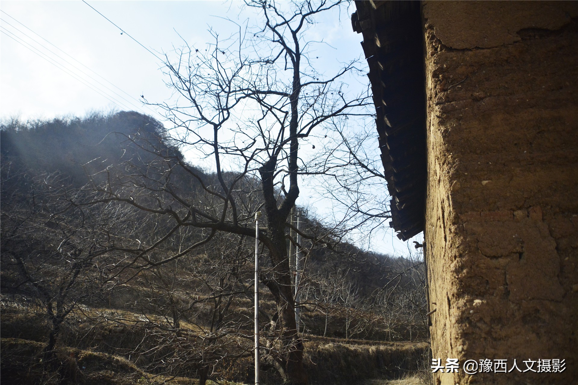 一百多年的老柿树才长这么大,碗口粗无核柿树图片