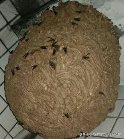 各式蜂巢,各种各样的蜂窝