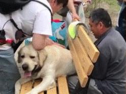 拉布拉多好养吗优缺点有哪些,金毛和拉布拉多串串优缺点