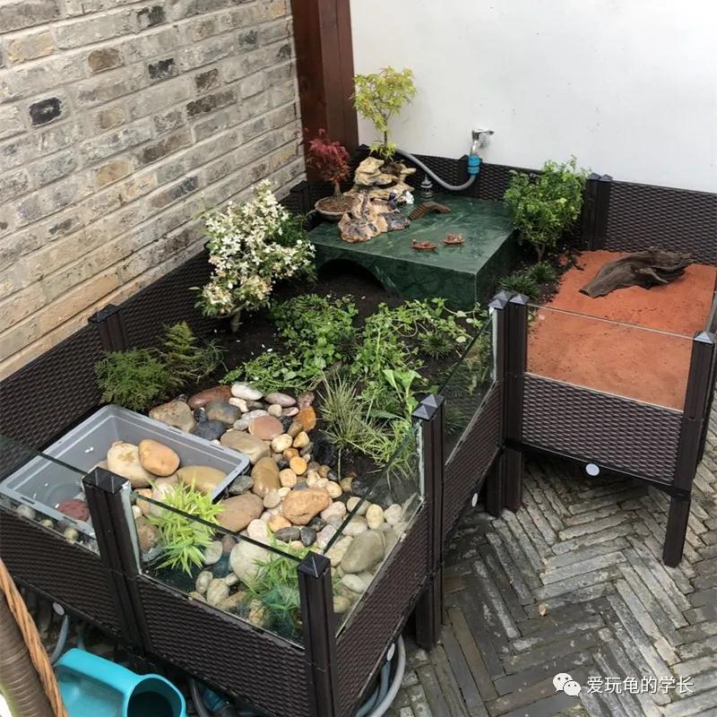 黄缘龟该如何造景,黄缘龟造景用河沙