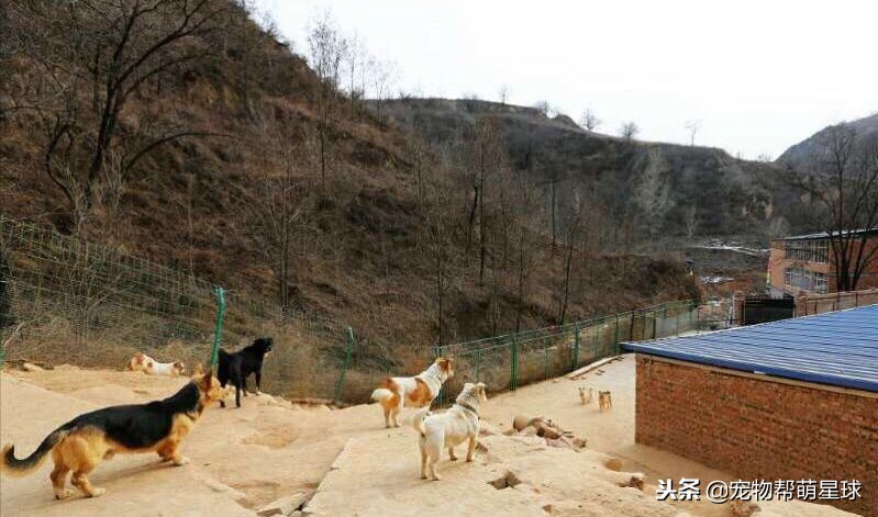 博美小狗被打视频,人们暴打博美犬