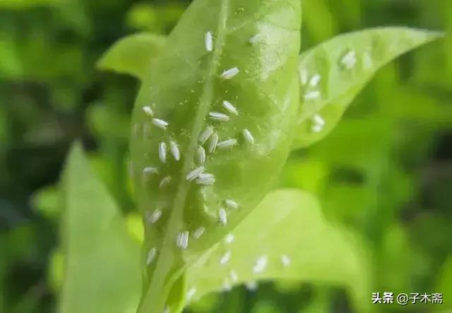 柑橘大实蝇和柑橘小实蝇常规虫害,柑橘虫害高清图谱及防治方法