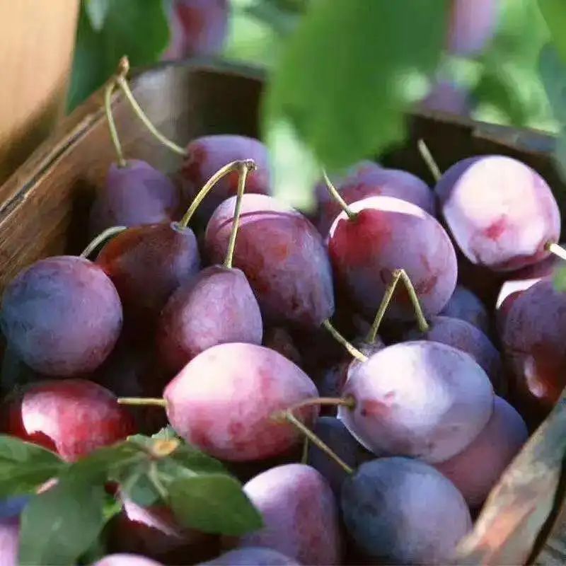 5元一斤买西梅,再送一颗果树,还能免费旅游!有这么好的事?