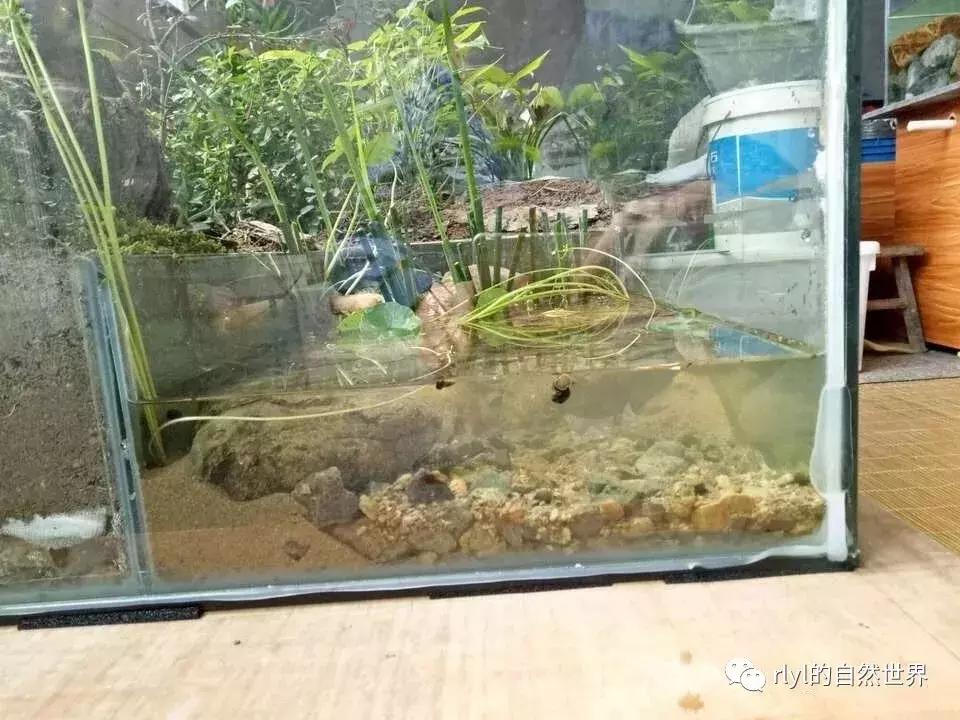 黄缘龟多大可以进环境造景,黄缘龟造景用陶粒还是火山石