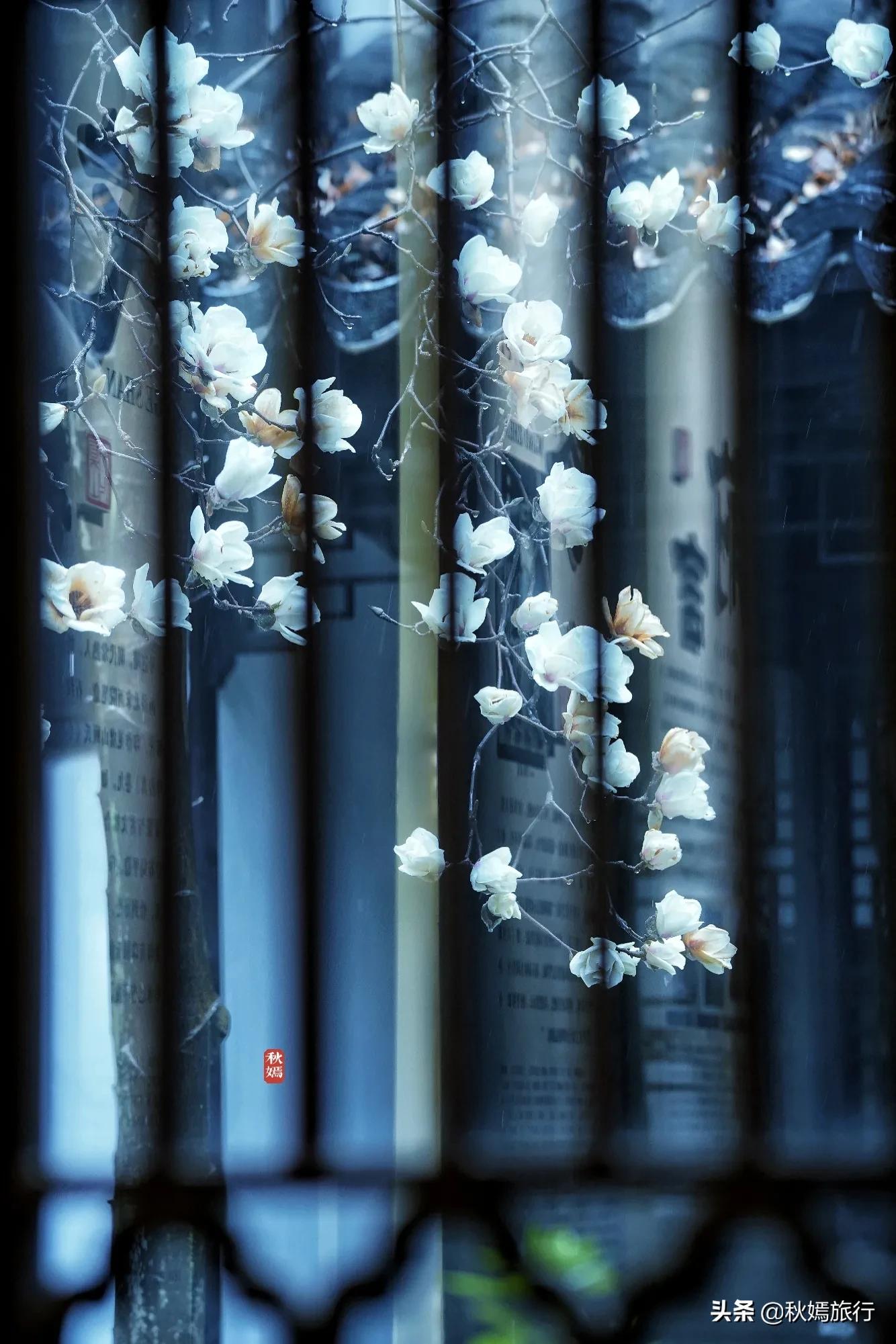 雨中赏樱别有意境,雨中赏玉兰美句