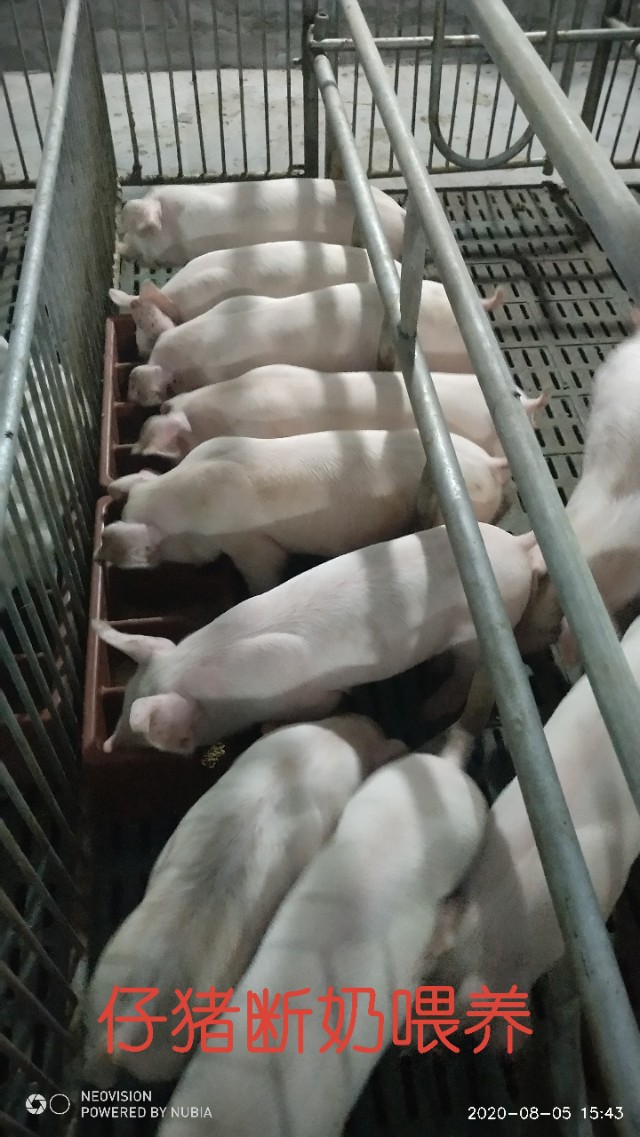 怀孕母猪有炎症怎么处理,母猪分娩舍消炎流程