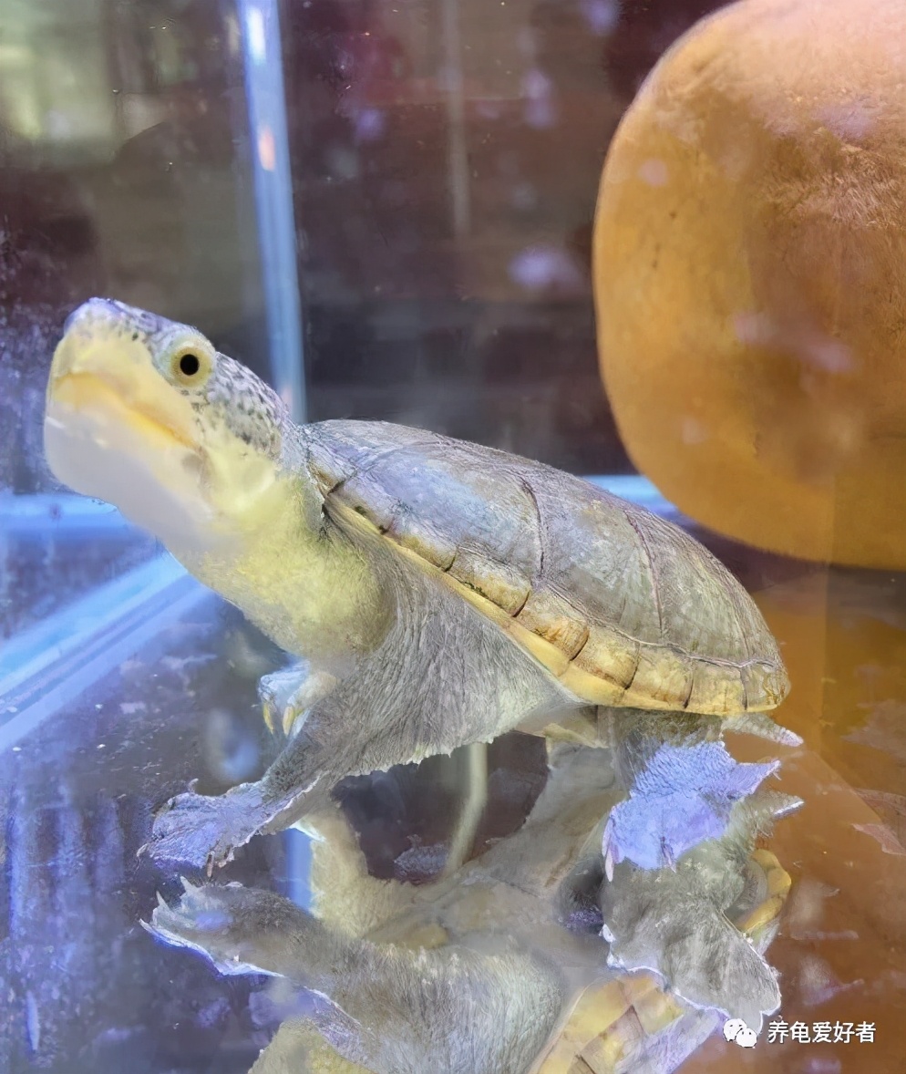 乌龟如果出现抑郁会产生什么反应,龟是会抑郁吗