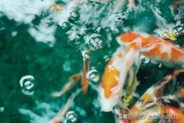 才华横溢令人惊呆的诗,才华横溢十首诗