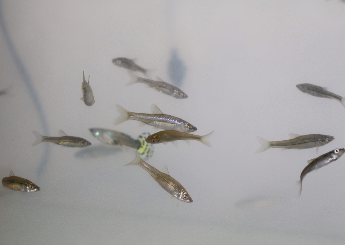 东北小鱼是物种入侵的元凶?占领欧洲32国,几乎没有解决办法