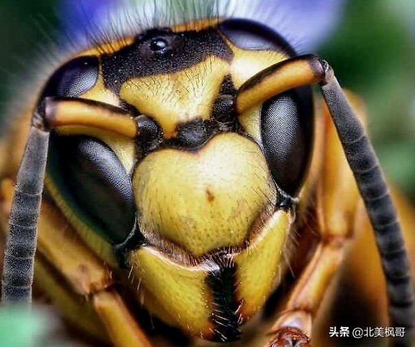 加拿大最危险五大动物,全球十大危险有毒动物