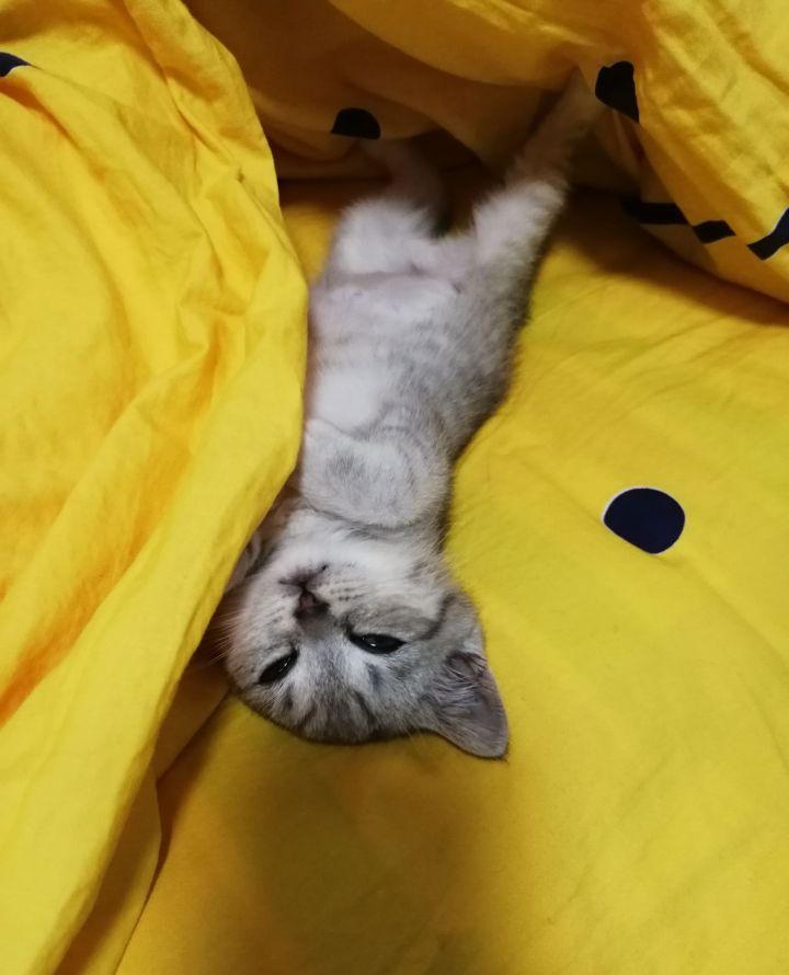 英短1200元靠谱吗,一千元的英短靠谱吗