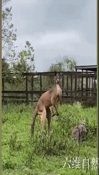 世界上最有肌肉力量的袋鼠,世界上最强壮的一只袋鼠