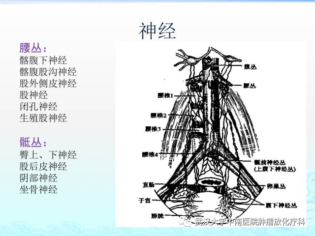 女性盆腔解剖与断层影像