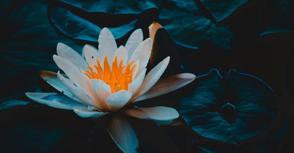 小说阅读我对你一见钟情秦九九,小说我对你一见钟情全文免费阅读