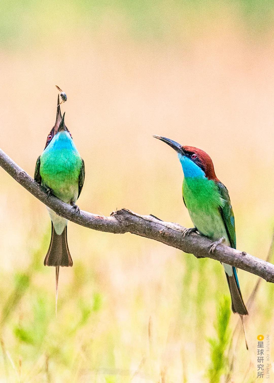 林草领域知识图谱,林草科普专业术语