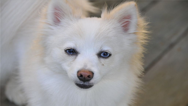 博美犬呕吐透明带白色泡沫,博美犬呕吐没精神吃什么药