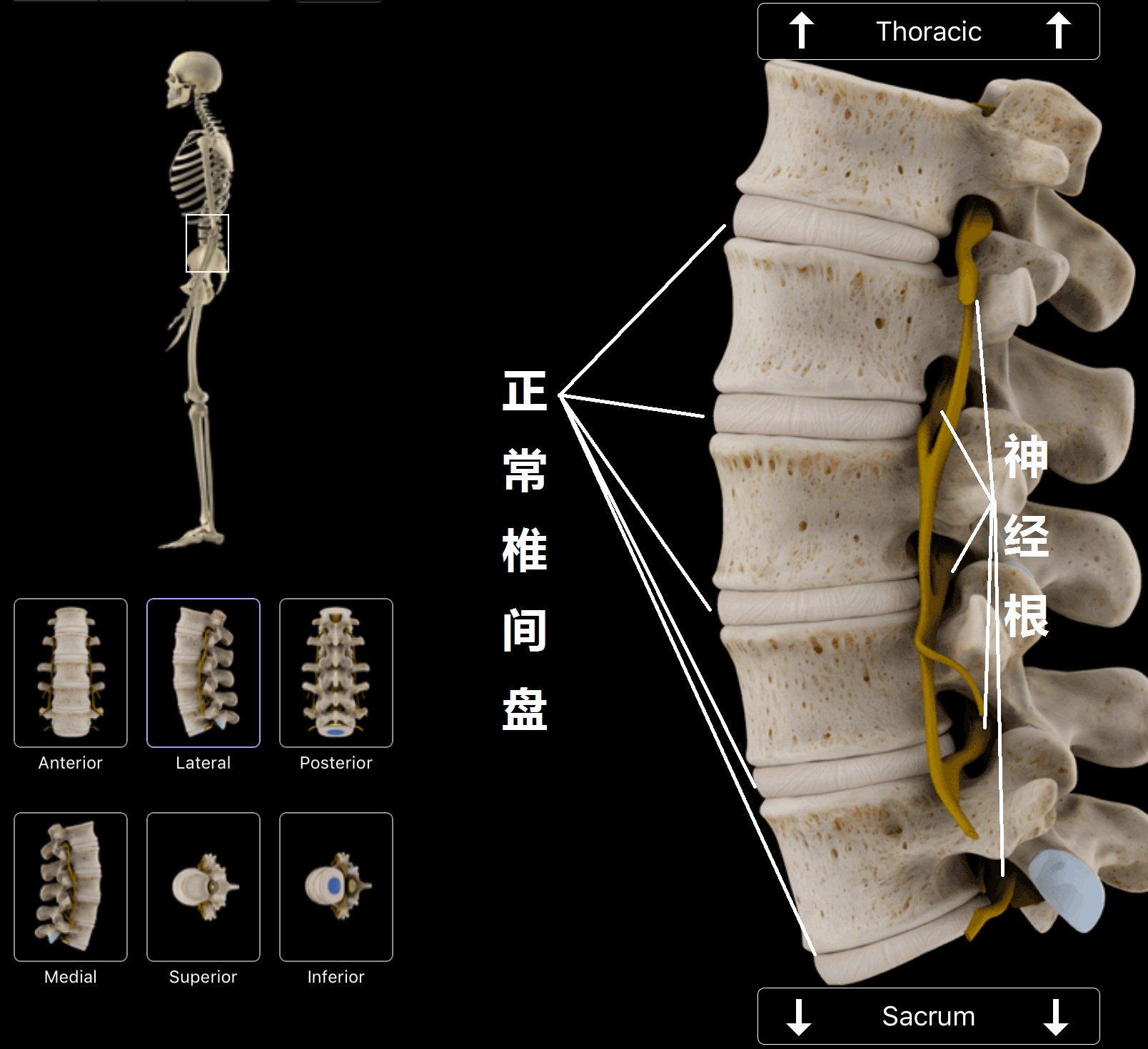上班族该怎么预防腰痛,腰痛要警惕四种原因及治疗方法