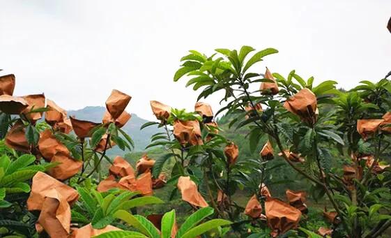 开阳最好吃的枇杷,皮薄多汁的枇杷