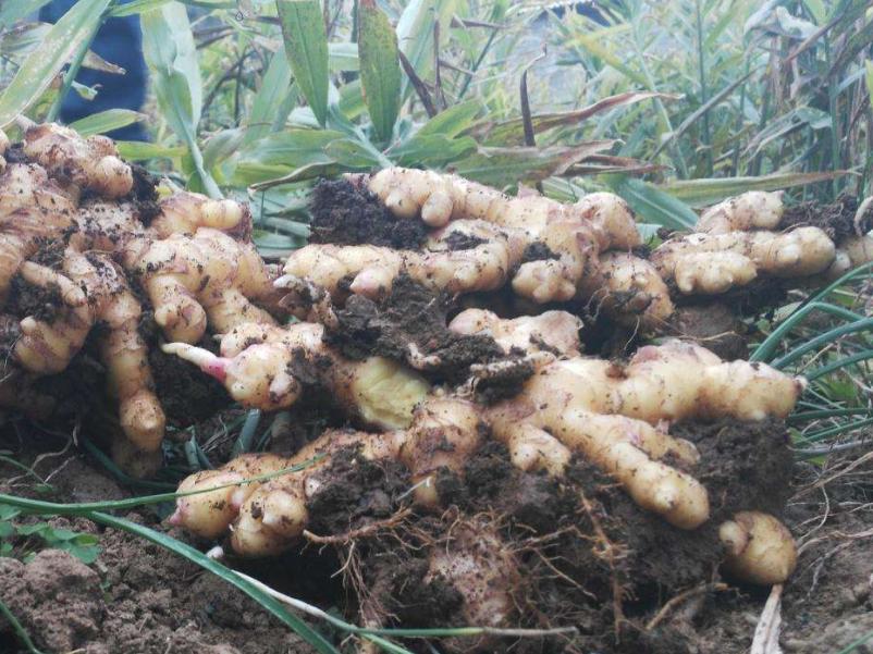 生姜种植方法和最佳时间流程,上海生姜种植最佳时间