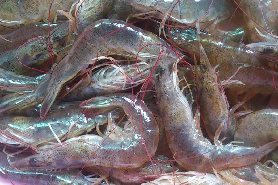 南美白对虾没有氧但是密度不厚,南美白对虾小棚养殖放苗密度