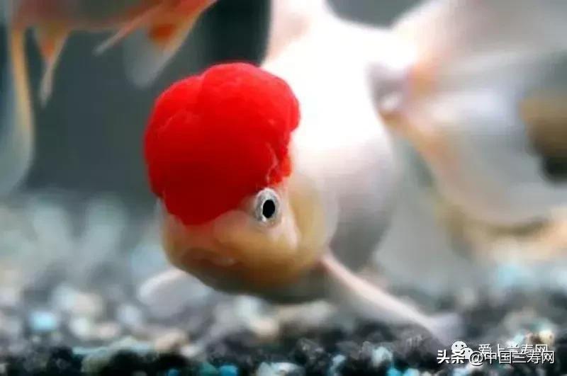 鹤顶红金鱼多久能长大,金鱼品种介绍之鹤顶红