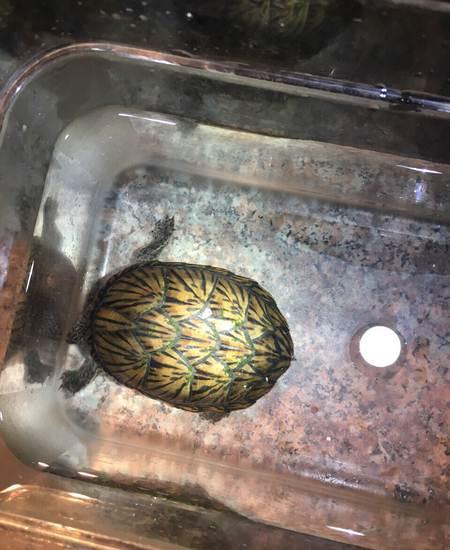 巨头蛋龟和麝香和剃刀的不同,巨头蛋龟和剃刀麝香混养会打架嘛