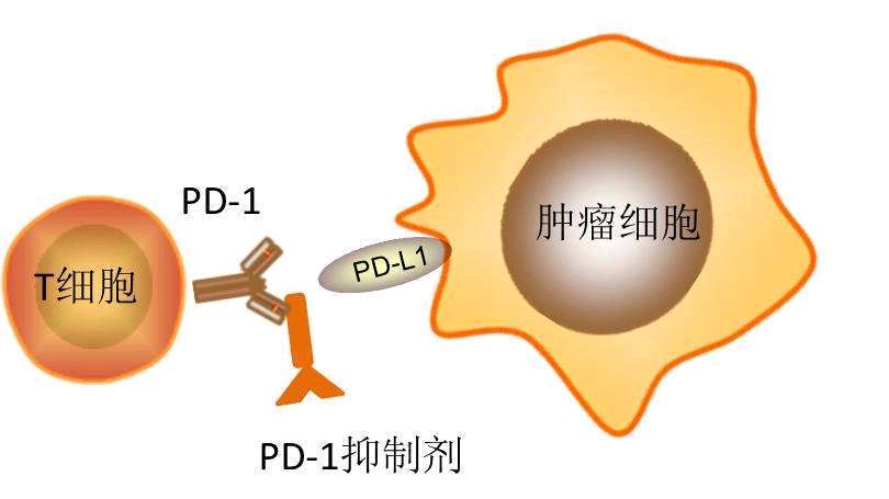 肿瘤免疫表达是什么意思,肿瘤免疫指的是什么