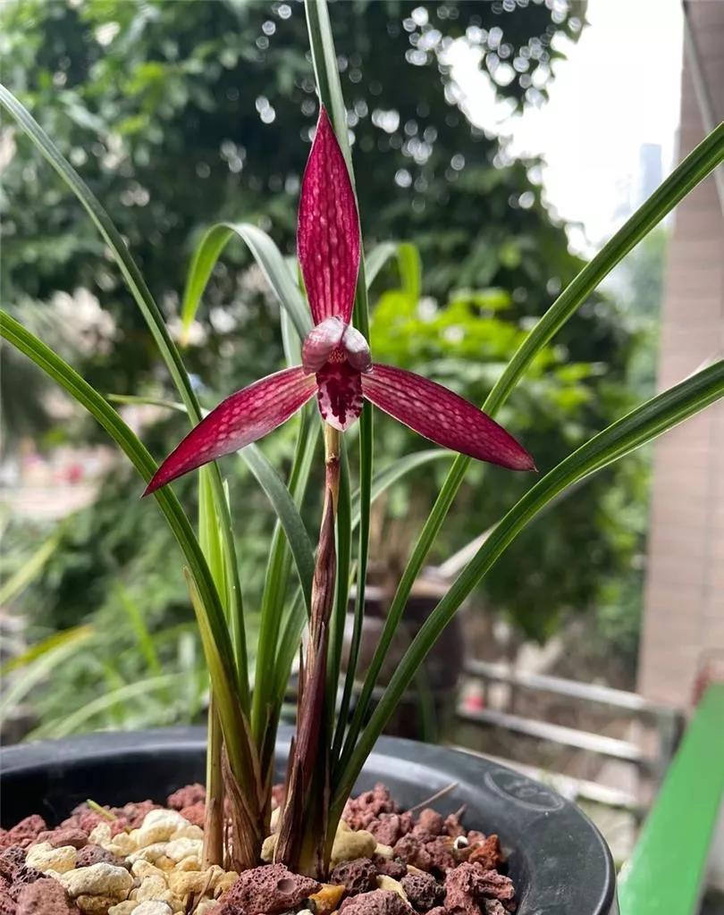 云南玉溪的春兰品种有哪些,云南玉溪有哪些名贵兰花