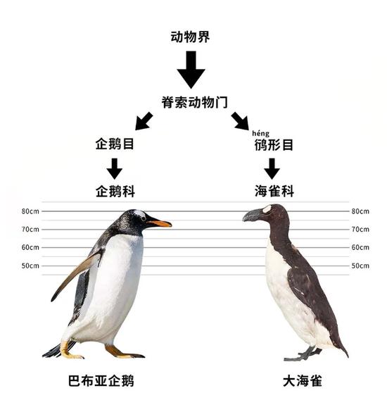 为什么北极没有企鹅阅读答案,为什么没人把企鹅带北极养