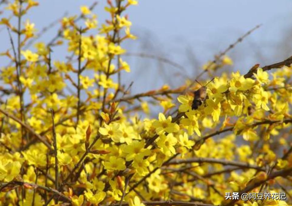 木樨科的花花“真乖”,一朵朵开花不断,越来越爱