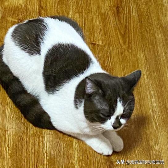 一般猫咪都有猫冠状病毒吗,猫咪冠状病毒传染性腹膜炎