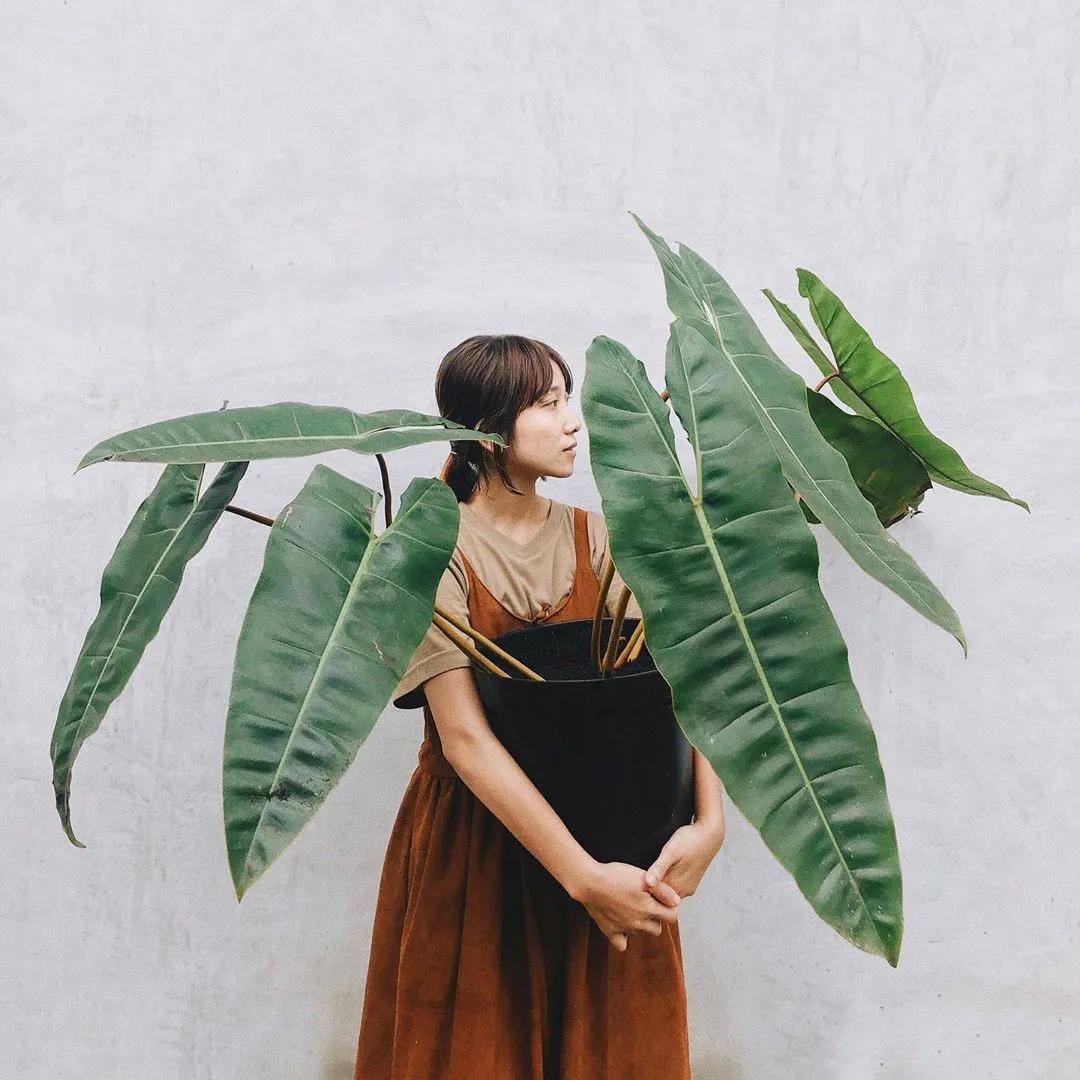 10片叶子的绿植,室内绿植盆栽一元