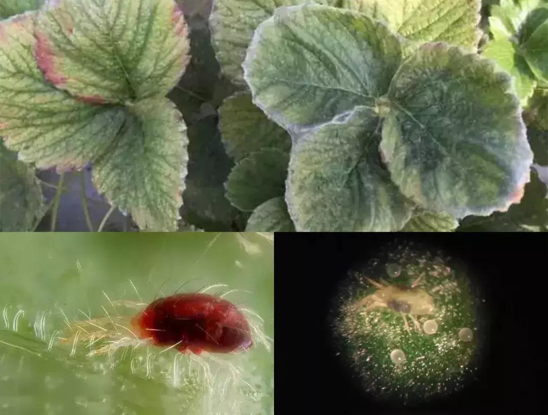 阳台草莓怎么预防虫害,草莓病虫害防治图谱