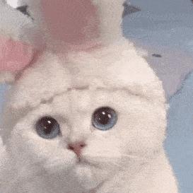 怎样撸猫让猫咪喜欢你,如何让猫咪喜欢你萌宠指南